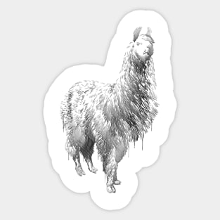 Alpaca Sticker